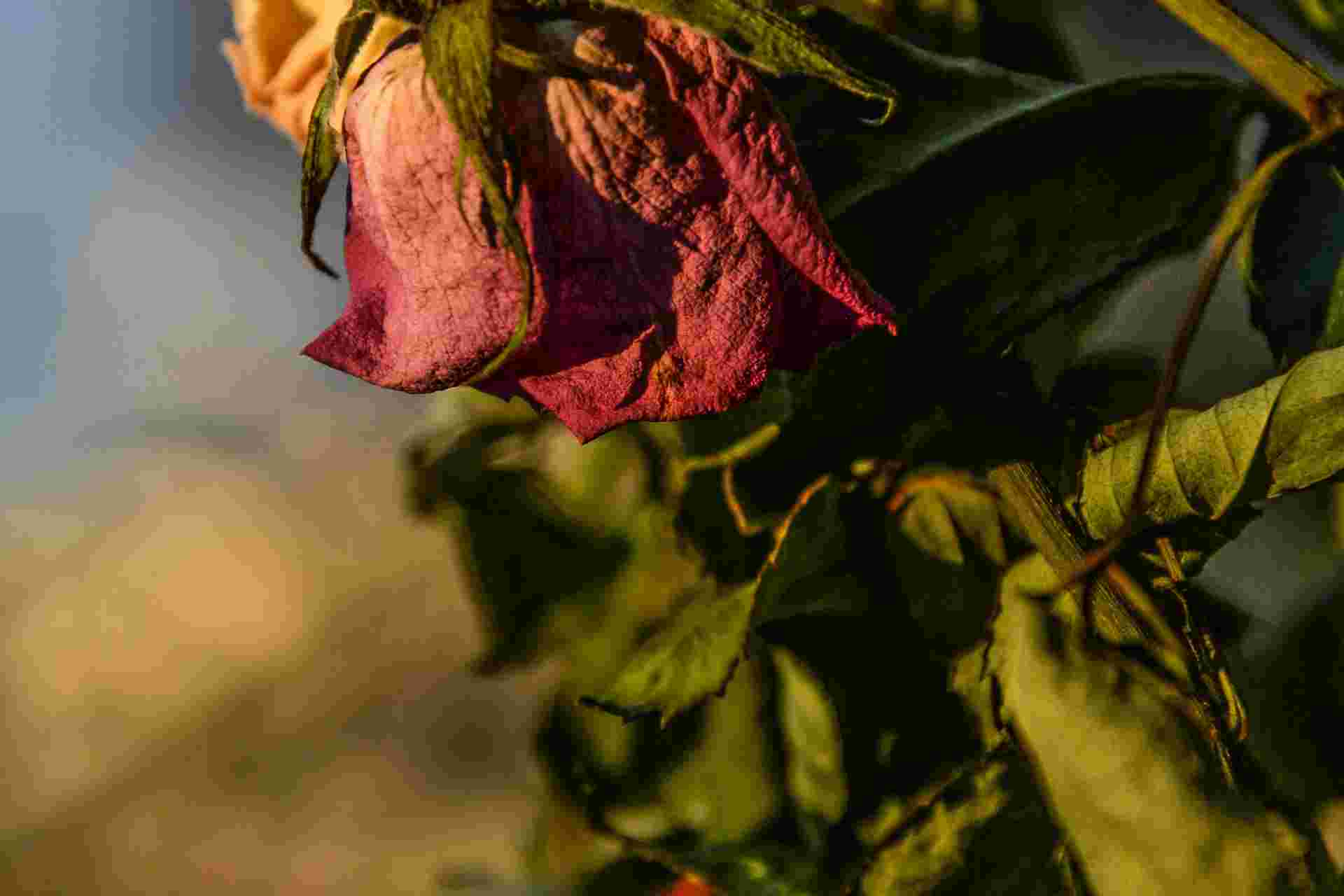 মৃত ফুলের পূজা