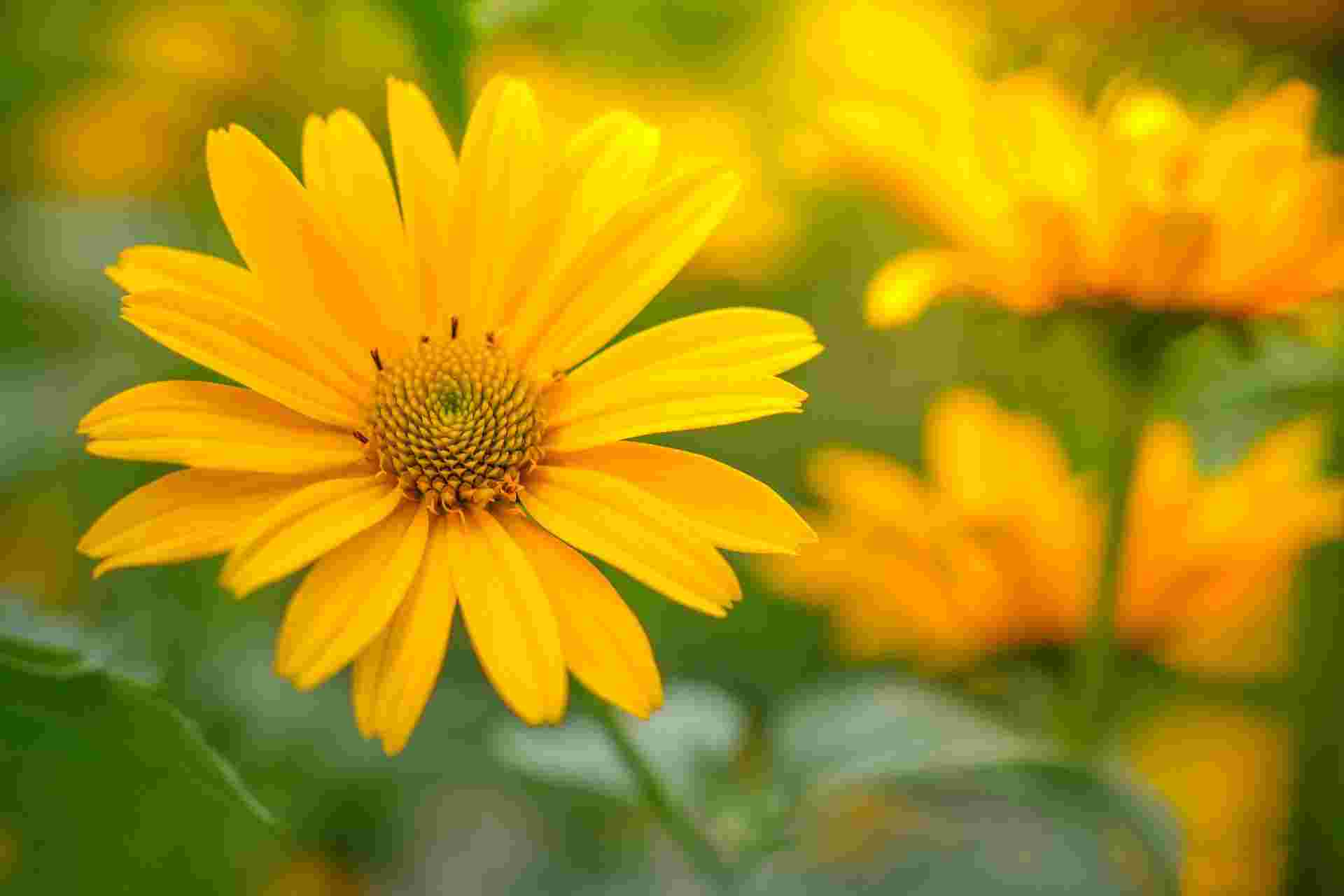 সত্য-মিথ্যা | রাশেদুজ্জামান রাসেল