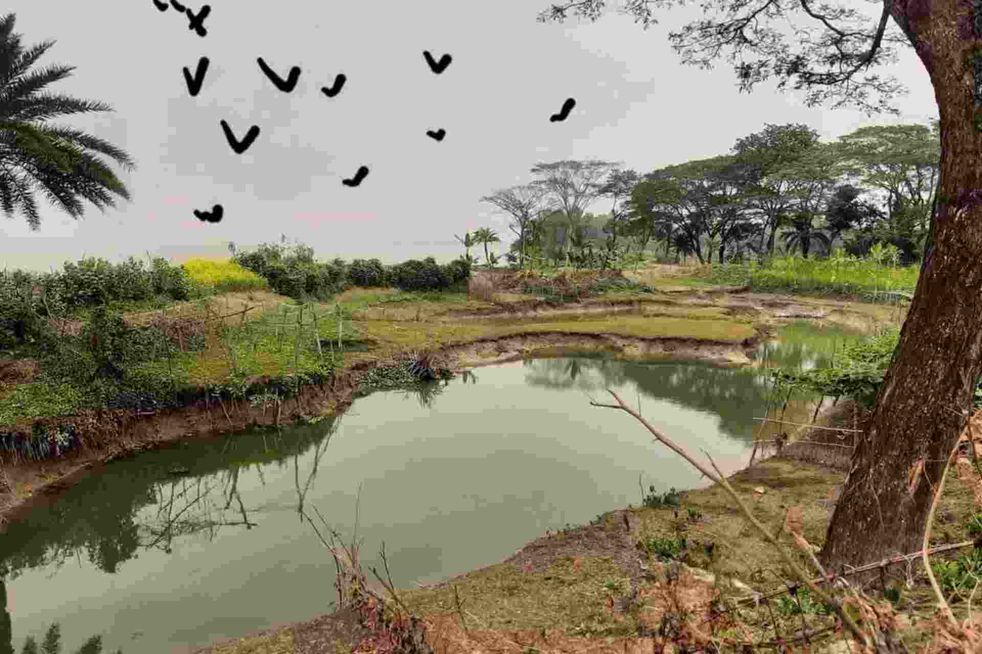 ত্রিপর্ণা | লুতফুল বারি পান্না